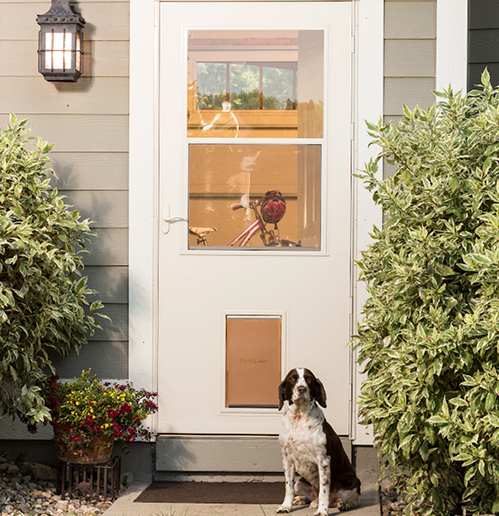 storm-door-with-built-in-pet-door-and-dog White storm door with a built-in pet door and a springer spaniel sitting on the porch beside it